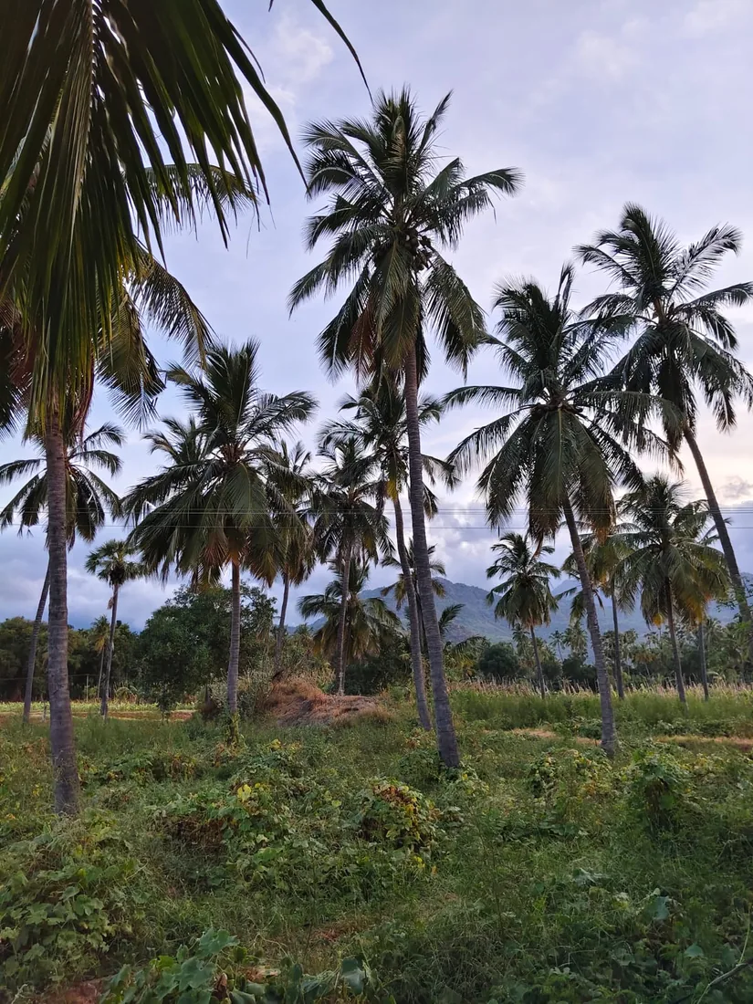 Nellai Natures coconut grove at dusk, Tirunelveli